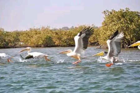 VISITE PARC NATIONAL DELTA SALOUM