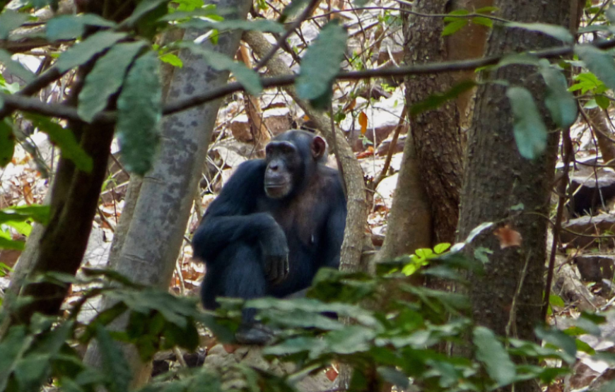 DECOUVERTE ET SAFARIS  AU SENEGAL ORIENTAL 5 JOURS 4 NUITEES