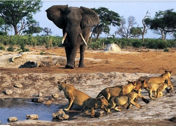 Jour 8 : Tambacounda  Parc Niokolo Koba  et Kédougou 