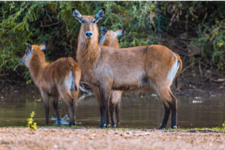 DECOUVERTE ET SAFARIS  AU SENEGAL ORIENTAL 5 JOURS 4 NUITEES