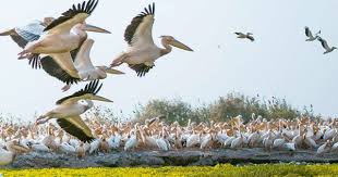 Jour 4 : Parc National des Oiseaux du Djoudj